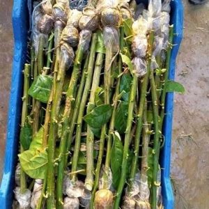 সীডলেস চায়না-৩ লেবু (২০ পিস x ২৫ ৳)